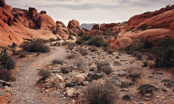 Έκανε πεζοπορία στην έρημο - Δεν πίστευε αυτό που ήταν δίπλα του (video)