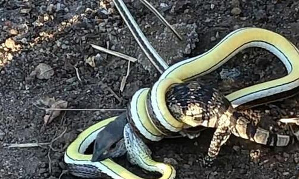 Επική μάχη - Φίδι έχει αρπάξει σαύρα που παλεύει για επιβίωση (photos+video)