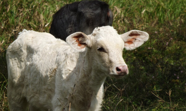 Φιλιππίνες: Γεννήθηκε αγελάδα «Κύκλωπας» χωρίς μύτη (video)