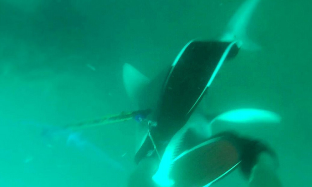 Ψαροτουφεκάς παθαίνει την πλάκα της ζωής του όταν... (video)