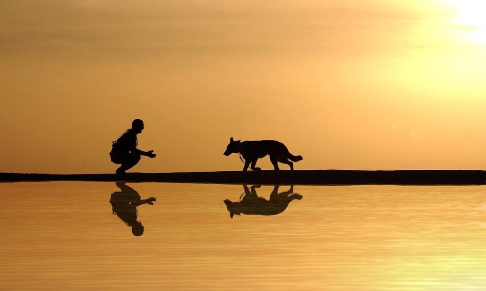 Είδε τον σκύλο να βγαίνει από τη λίμνη με... λεία στο στόμα - Δεν πίστευαν αυτό που κρατούσε (video)