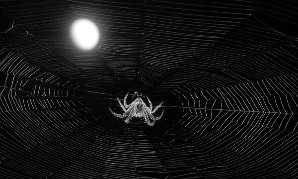 Είδε αράχνη στον υπολογιστή του - Δεν φαντάζεστε τι έκανε μετά (video)