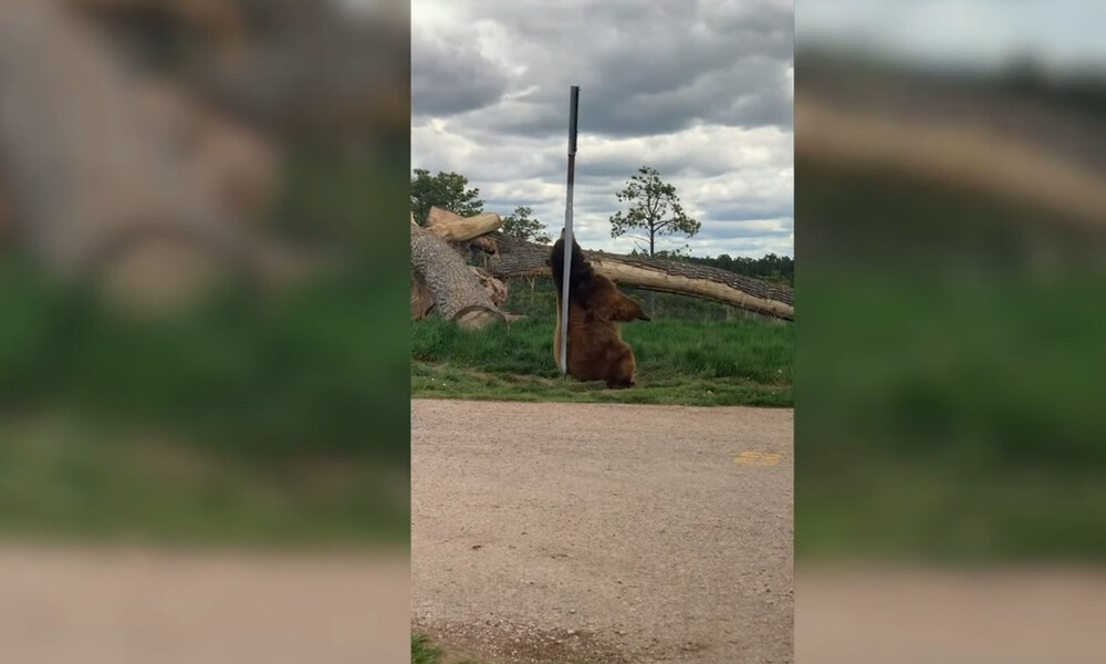 Τρελό γέλιο! Είδαν μεγάλη αρκούδα να… γυρίζει στο πάρκο - Τρομερό αυτό που έκανε (video)