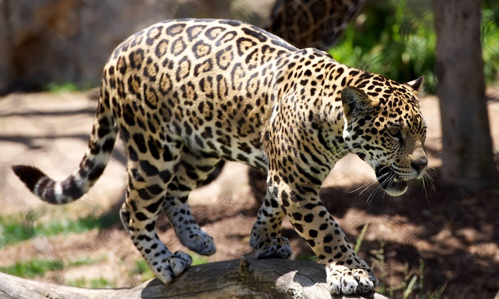 Βάτραχος παλεύει με λεοπάρδαλη - Ανατροπή με τον… νικητή (video)
