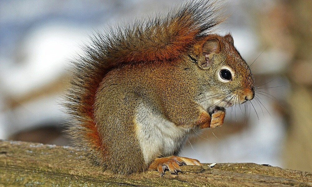 Σκίουρος είδε φίδι να πλησιάζει τη φωλιά του - Απίστευτο αυτό που έκανε (video)