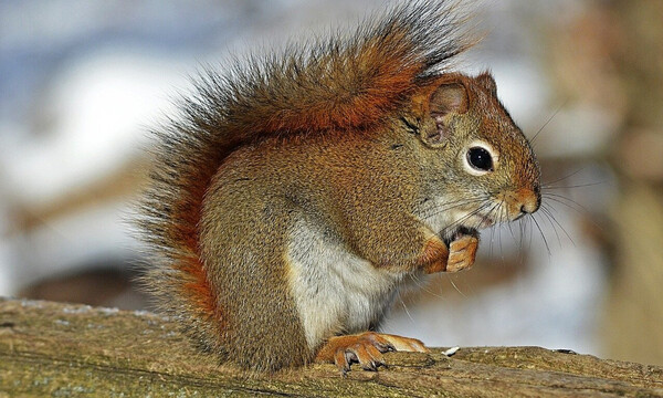 Σκίουρος είδε φίδι να πλησιάζει τη φωλιά του - Απίστευτο αυτό που έκανε (video)