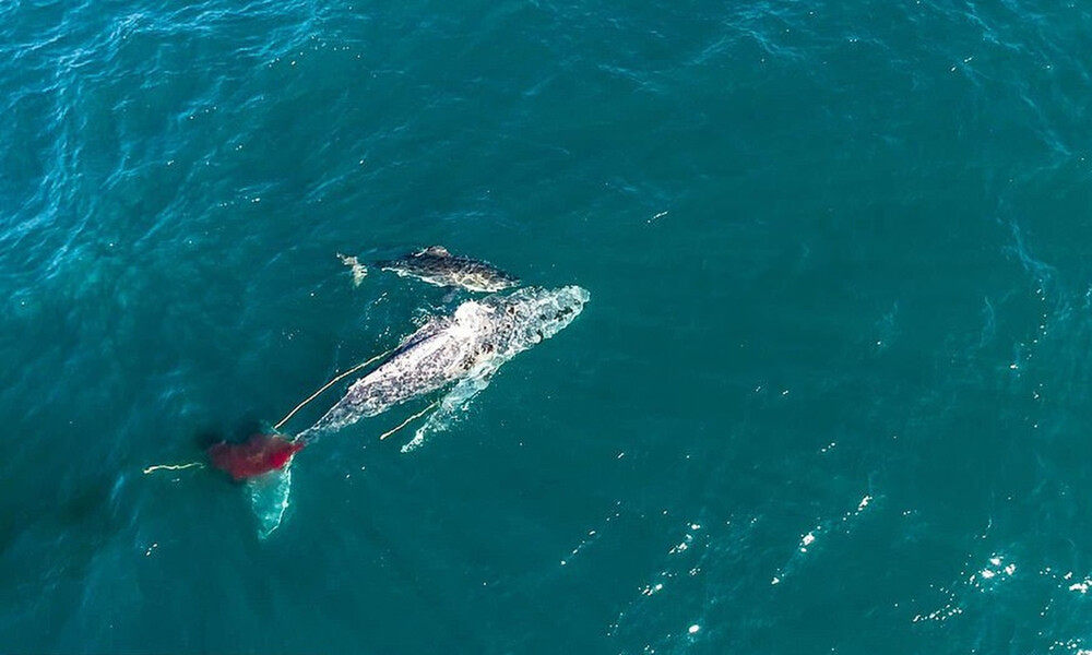 Λευκός καρχαρίας έπνιξε τεράστια φάλαινα σε τρομερή μάχη (video)
