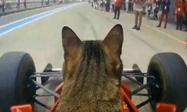 Γάτα έγινε «πιλότος» σε μονοθέσιο της Formula 1 (video)