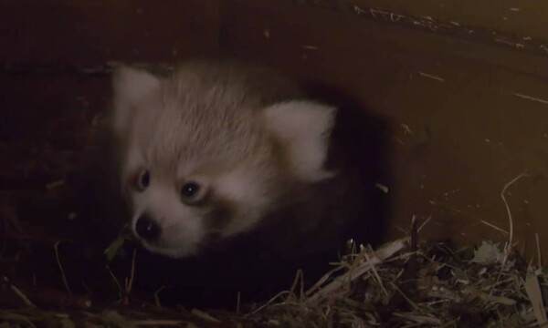 Βερολίνο: Γεννήθηκε κόκκινο panda (video)