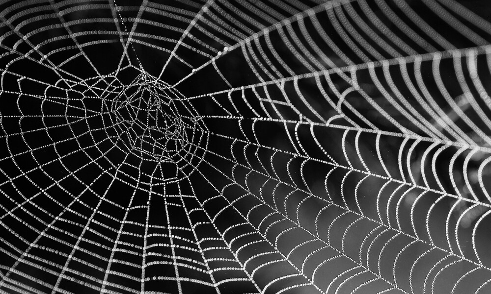 Έκανε «κομμάτια» το αυτοκίνητο λόγω... αράχνης (photos)