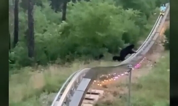 Πήγε βόλτα με τρενάκι σε λούνα παρκ και είδε μπροστά του αρκούδες (video)