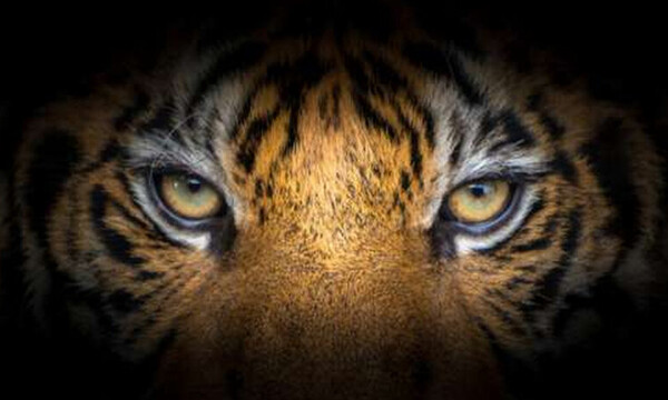 Μυθική κίνηση από ελληνική ομάδα, που ανακοίνωσε ποδοσφαιριστή με το «Eye of the Tiger» (video)