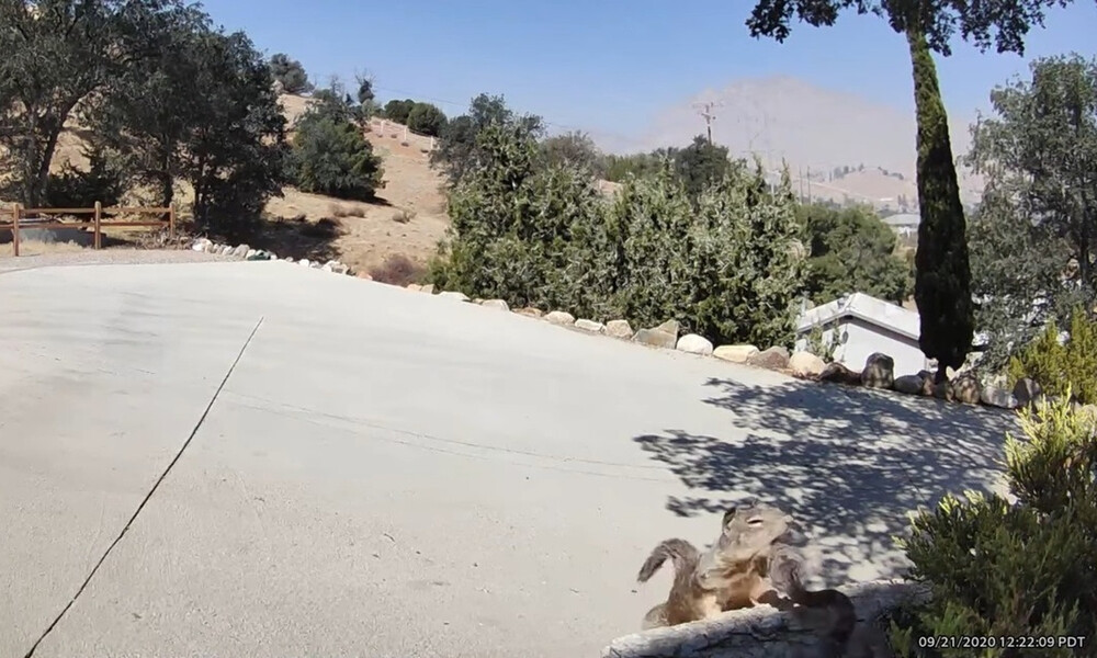 Κροταλίας πάει να τσιμπήσει σκίουρο - Η τρομερή αντίδρασή του (photos+video)