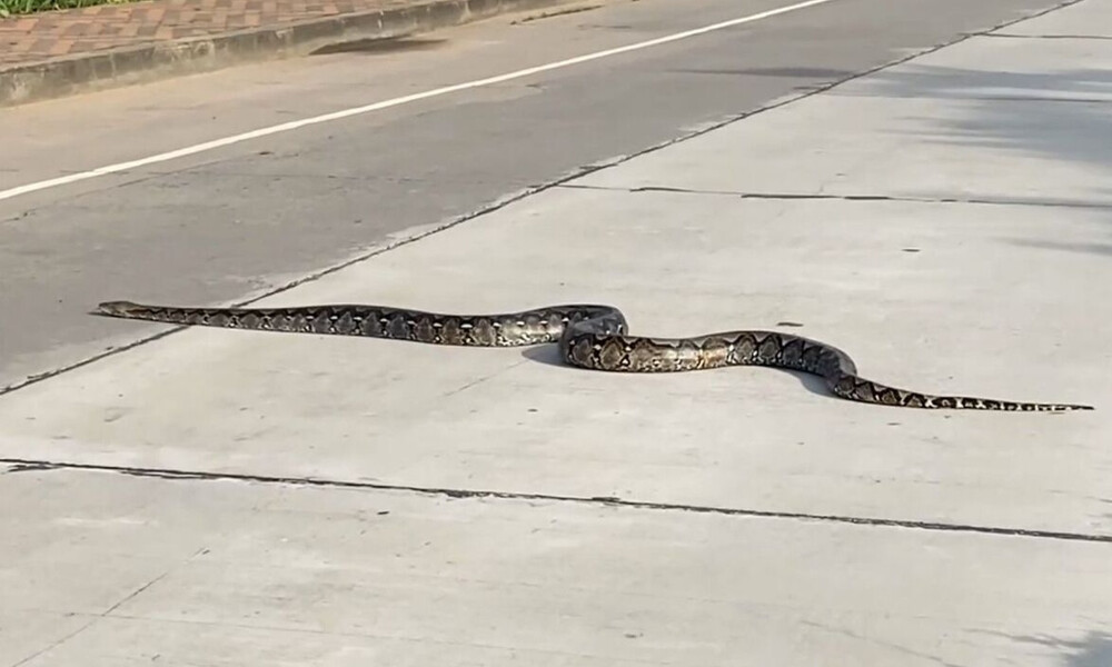 Χάζεψαν όλοι... Τεράστιο φίδι κόβει βόλτες σε δρόμο και σκορπά πανικό!