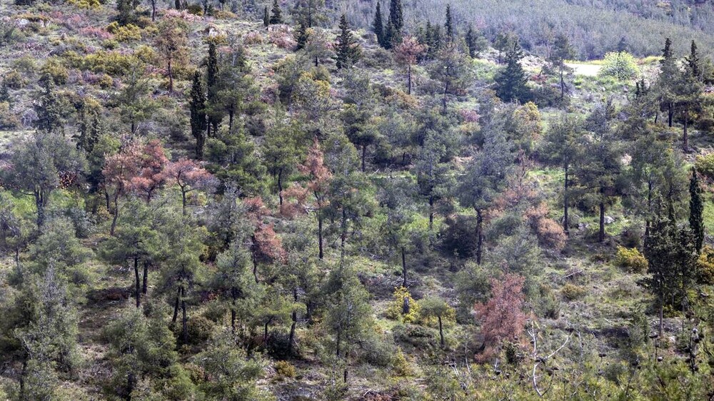 Παρέμβαση ΠΟΜΙΔΑ στο ΣτΕ για την αναμόρφωση των δασικών χαρτών