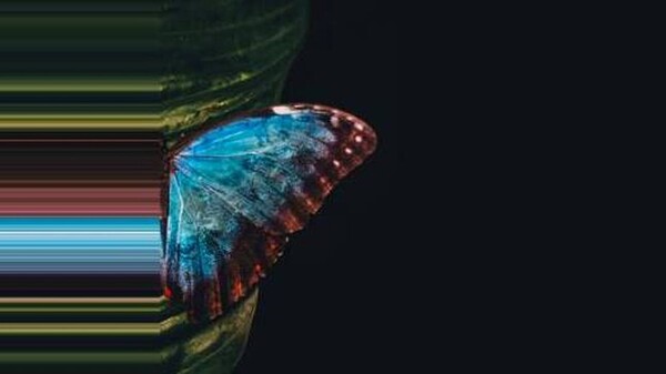 Εθνική Λυρική Σκηνή: Αναστολή παραστάσεων έως τις 12 Οκτωβρίου - Τι ακυρώνεται