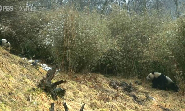 Ο φακός κατέγραψε για πρώτη φορά γιγαντιαία panda να ζευγαρώνουν (video)