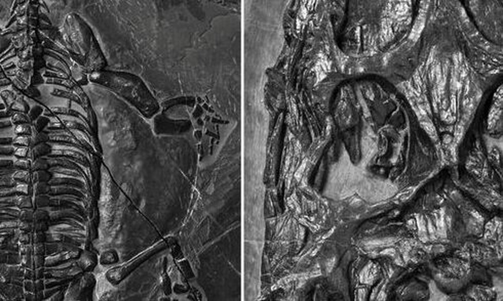Δέος: Επιστήμονες ανακάλυψαν τρομακτικό θαλάσσιο ερπετό που ζούσε πριν 240 εκατ. χρόνια (pics)
