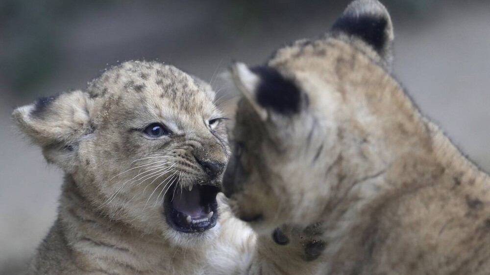 Φούρναρης στην Παλαιστίνη έχει λιοντάρια για... κατοικίδια