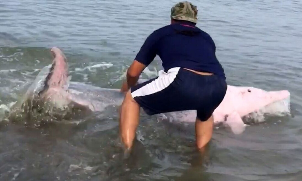 Είδαν δελφίνι - γουρούνι να βγαίνει στην ακτή! Εδωσαν αγώνα για να το σώσουν (vid)