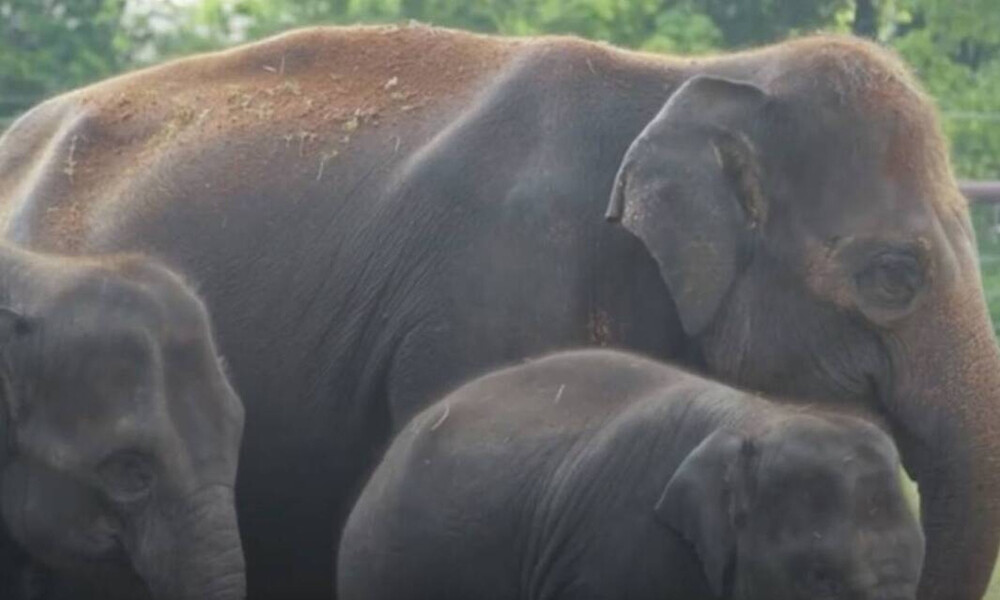 Απίστευτο βίντεο: Ο υπέρηχος 25χρονης εγκυμονούσας ελεφαντίνας (video)