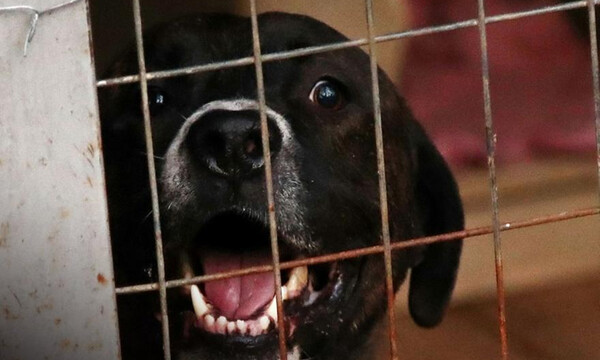 ΑΕΚ: Υιοθέτησε ένα αδέσποτο από το Άλσος Φιλαδέλφειας