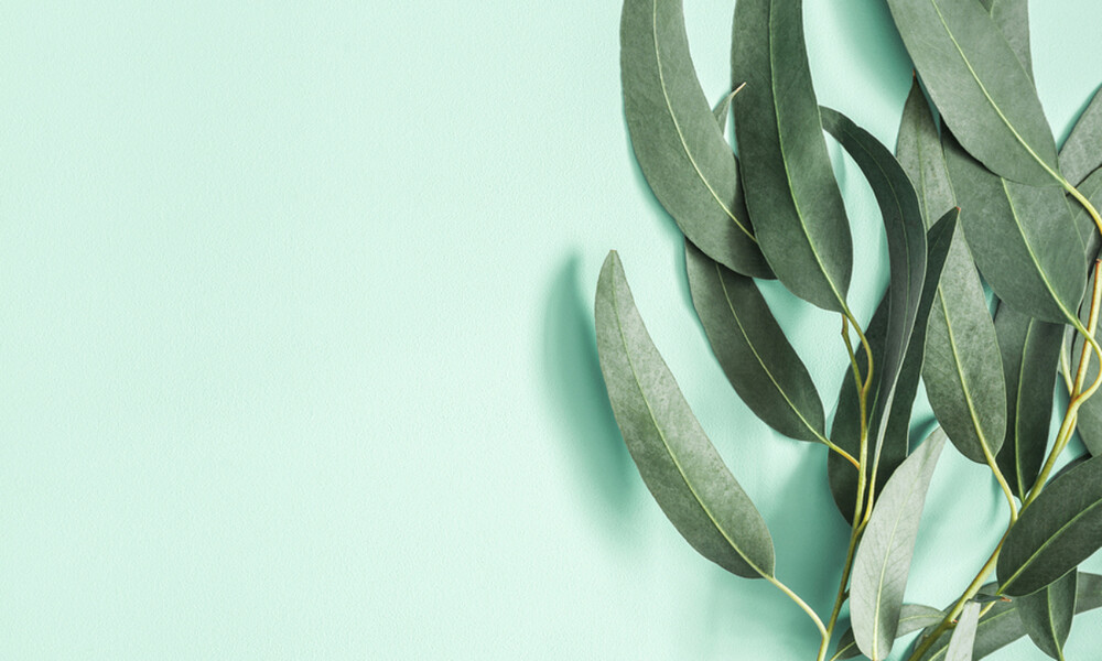 Φύλλα Ευκαλύπτου: Τα σημαντικά οφέλη τους για την υγεία (εικόνες)