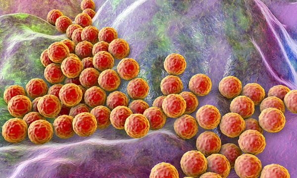 Σταφυλόκοκκος: Ποιοι είναι οι συχνότεροι τρόποι μετάδοσης (εικόνες)