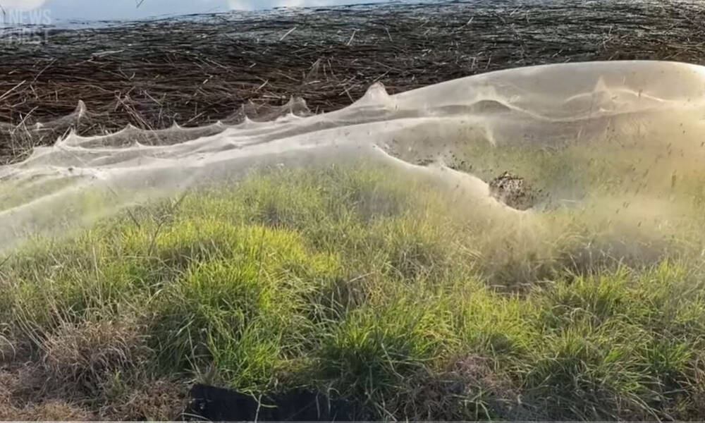 Αυστραλία: Αράχνες άπλωσαν τεράστιους ιστούς μετά από πλημμύρες (video)