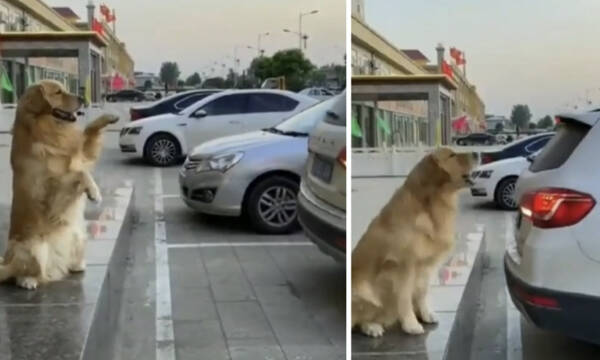 Σκύλος «παρκαδόρος» δίνει οδηγίες και ρίχνει το διαδίκτυο (video+photos)