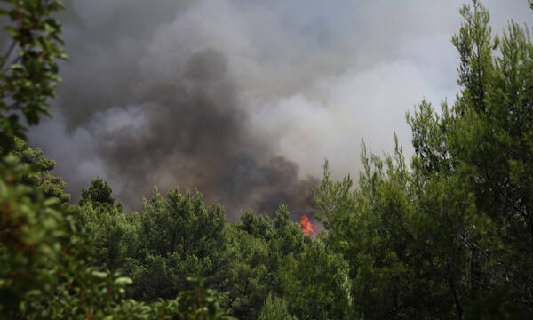 Φωτιά ΤΩΡΑ: Εκκενώνονται Κρυονέρι, Αφίδνες και Κοκκινόβραχος - Τετάστιο το μέτωπο της πυρκαγιάς