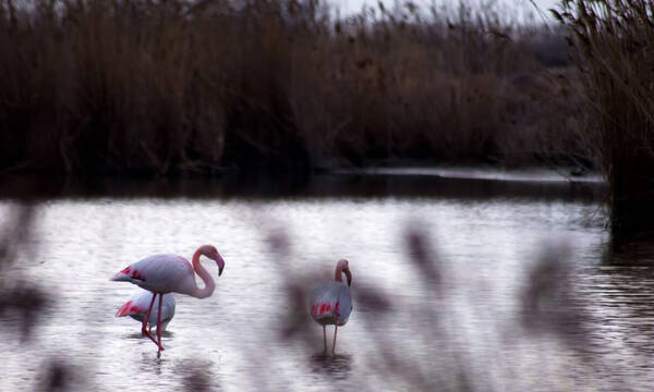Οι υδροβιότοποι της Ελλάδας: Ποιοι είναι και πώς θα τους διαφυλάξουμε