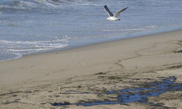 ΗΠΑ: Οικολογική καταστροφή από πετρελαιοκηλίδα στις ακτές της Καλιφόρνιας
