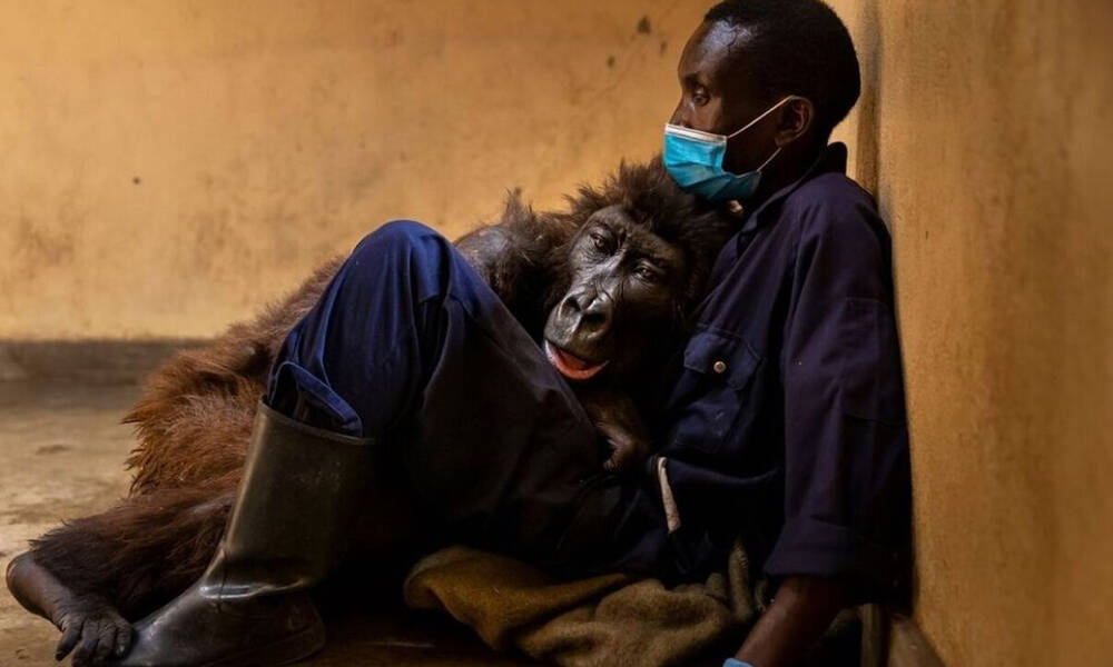 Η συγκινητική φωτογραφία του γορίλα που ξέψυχα στην αγκαλιά του ανθρώπου που τον έσωσε