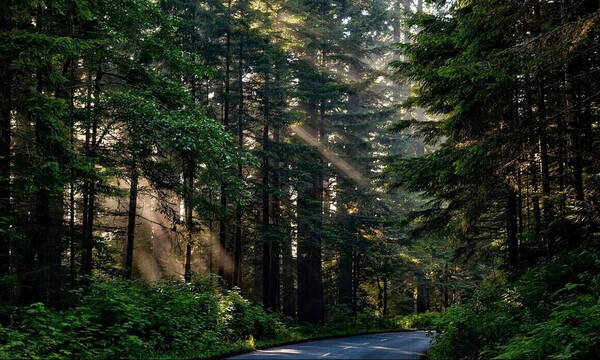 Κλίμα: Δεν διαφαίνεται στον ορίζοντα το τέλος της αποψίλωσης των δασών