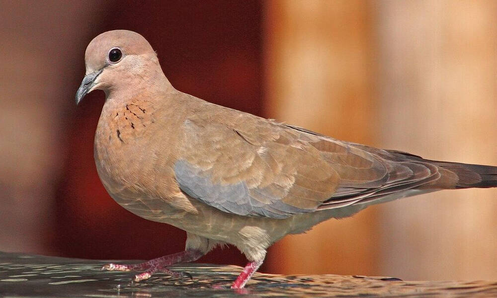 Μυτιλήνη: Ανακαλύφθηκε ένα νέο για την Ελλάδα αναπαραγόμενο είδος πουλιού