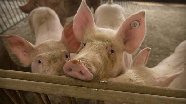 ΗΠΑ: Γιατροί συνέδεσαν σε άνθρωπο νεφρό από χοίρο