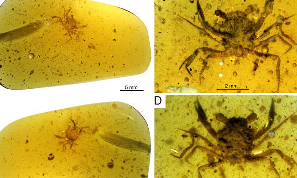 Αυτό είναι το αρχαιότερο καβούρι του κόσμου - Απολίθωμα από την εποχή των δεινοσαύρων