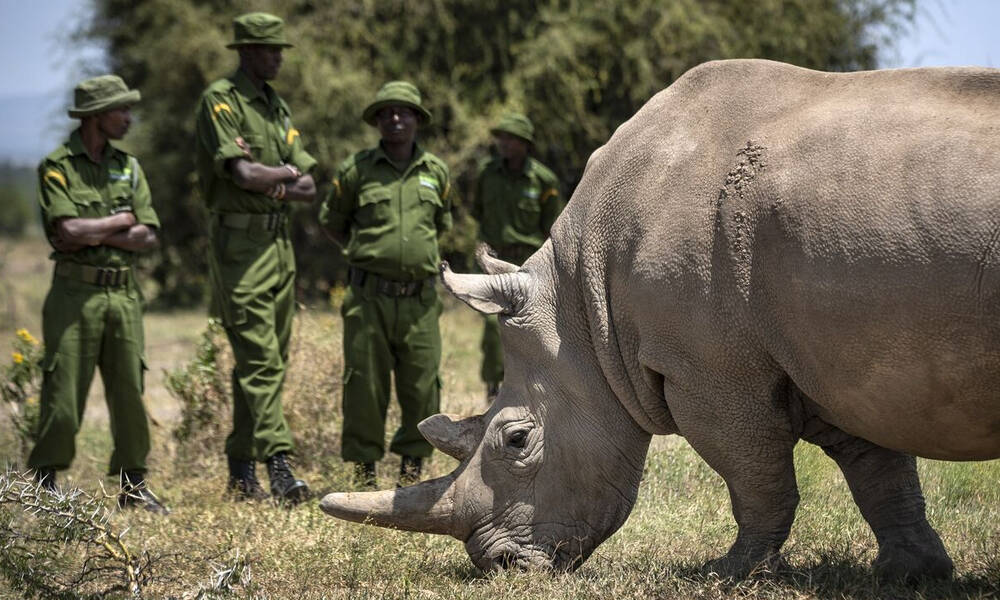 Κένυα: Απειλή εξαφάνισης για σπάνιο είδος λευκού ρινόκερου