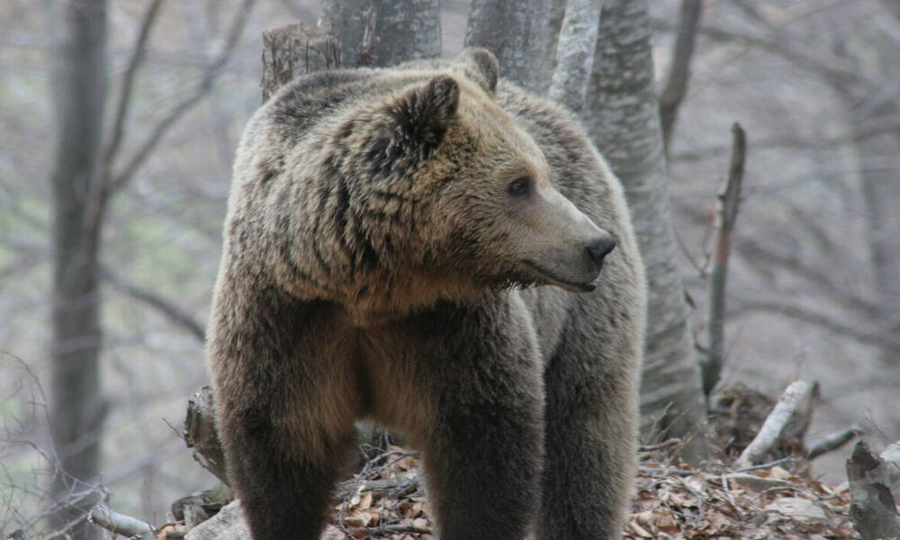 Κοζάνη: Αρκούδα επιτέθηκε και δάγκωσε κυνηγό - Πώς τον έσωσε το κινητό του