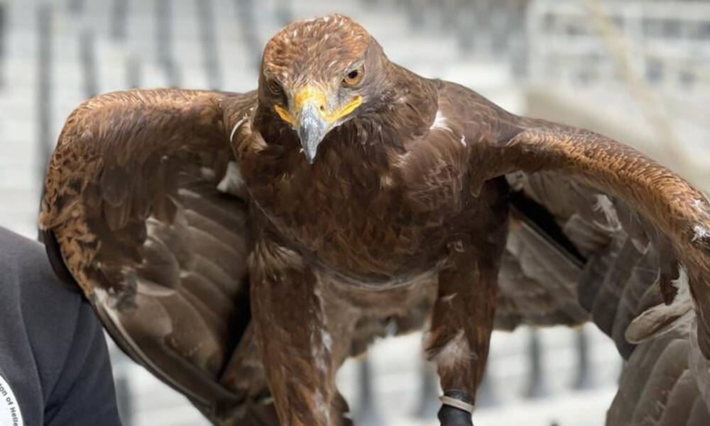 ΑΕΚ: Αυτός είναι o αετός που θα πετάει στην «Αγιά Σοφιά» (photos)