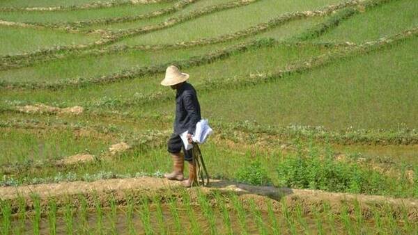 Οι ενιαίες ρίζες της τουρκικής γλώσσας βρίσκονται στους γεωργούς της Κίνας εδώ και 9.000 χρόνια