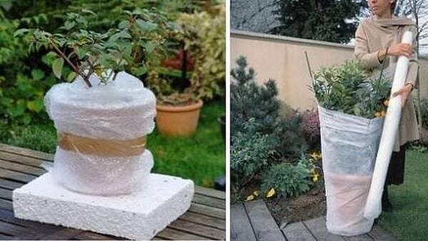 Πώς θα σώσετε τα φυτά σας από το κρύο του χειμώνα - Οδηγίες από ανθοπώλες