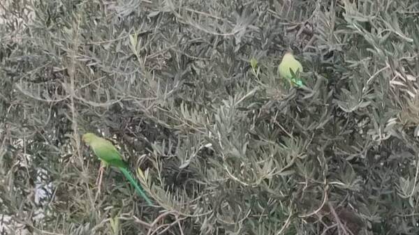 Θεσσαλονίκη: Αυξάνονται οι πράσινοι παπαγάλοι στην πόλη - Γιατί επιλέγουν αστικό περιβάλλον
