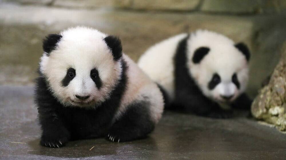 Γαλλία: Δύο μωρά πάντα κάνουν τα πρώτα τους αδέξια βήματα και είναι ακαταμάχητα