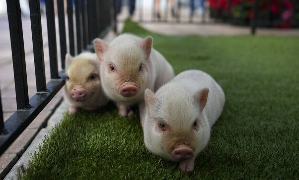 Μαϊάμι: Τέσσερα μικρά γουρουνάκια έλαβαν χάρη λόγω Χριστουγέννων