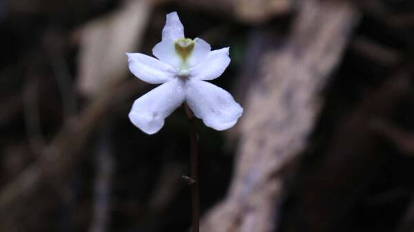 Τα δέκα σημαντικότερα νέα είδη φυτών και μυκήτων που ανακαλύφθηκαν το 2021
