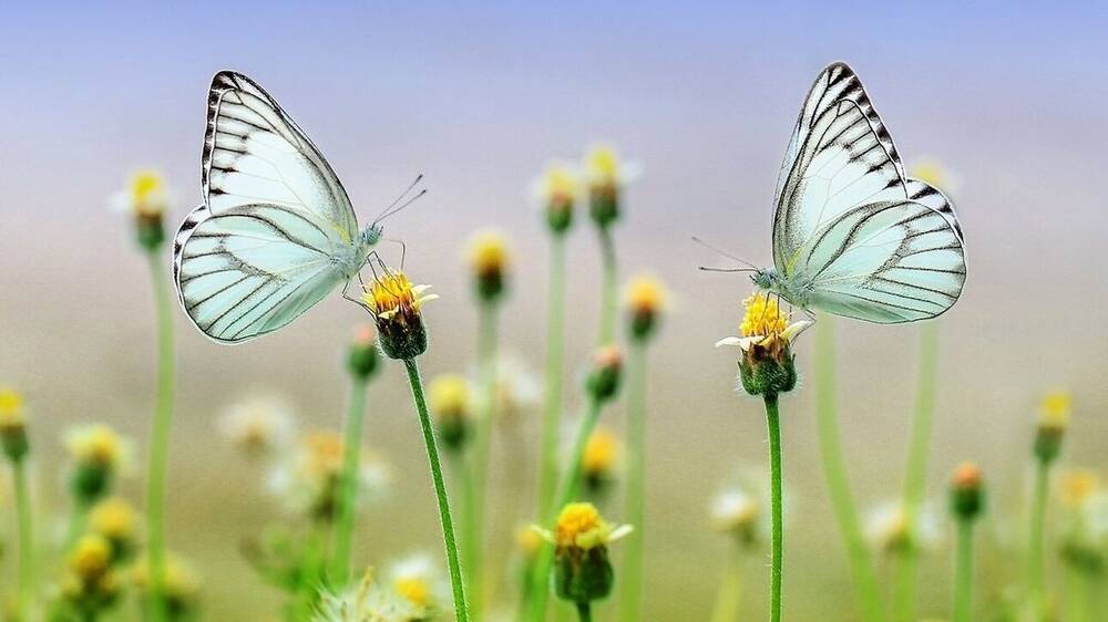 Κλιματική αλλαγή: Όλο και πιο νωρίς η άνοιξη, δείχνει διεθνής μελέτη