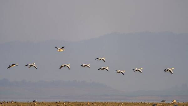Πώς προσαρμόζονται τα πουλιά στην κλιματική αλλαγή