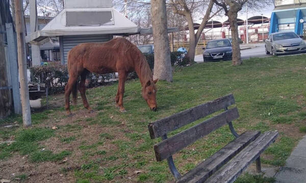 Λάρισα: Αλογο πήγε βόλτα στο κλειστό κολυμβητήριο